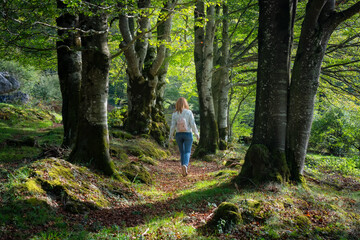 Lonely woman strolling through the enchanted forest of giant beech trees and contemplating the landscape, Alava, Spain. - obrazy, fototapety, plakaty
