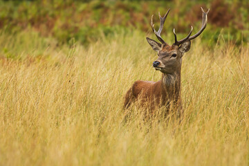 the red deer (Cervus elaphus) is hidden in the grass