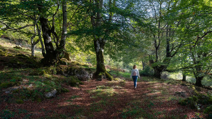 Fototapeta premium Woman strolling through the enchanted beech forest along the path between huge trees, Alava, Spain.