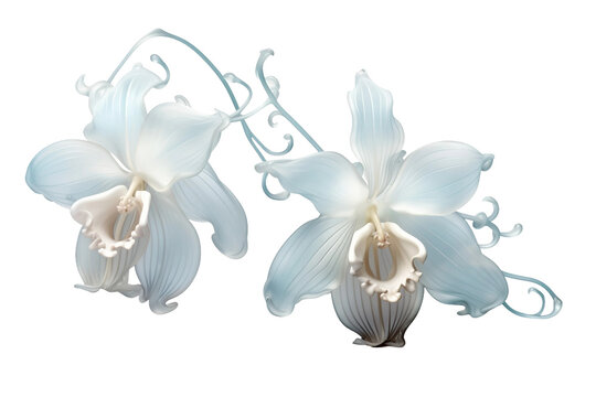3D Icon of a Rare Ghost Orchid on transparent background.