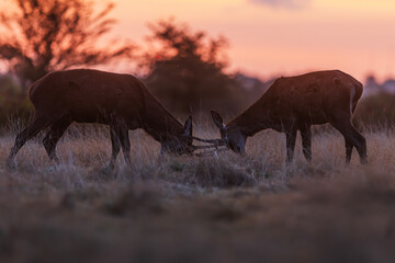 the red deer (Cervus elaphus) males in estrus compete for the herd with sunrise