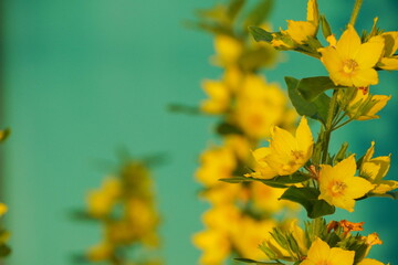 Bright yellow beautiful flowers on a green background with shadows