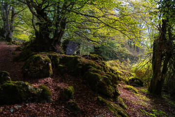 Fototapeta premium Beautiful landscape of an enchanted beech forest with rays of sun entering through the branches, Alava, Spain.
