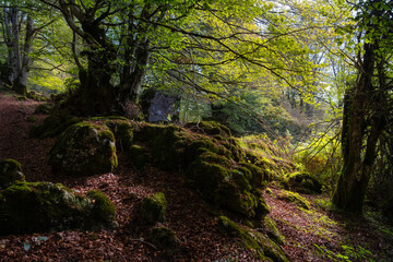 Beautiful landscape of an enchanted beech forest with rays of sun entering through the branches, Alava, Spain.