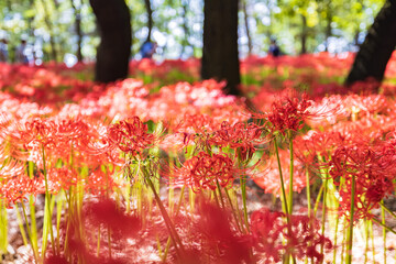 Kinchakuda Manjushage Park is the famous Red spider lily garden in Saitama, Japan. 巾着田曼珠沙華公園