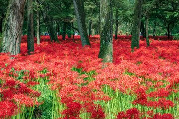 Kinchakuda Manjushage Park is the famous Red spider lily garden in Saitama, Japan. 巾着田曼珠沙華公園