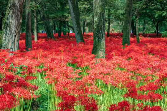 Kinchakuda Manjushage Park is the famous Red spider lily garden in Saitama, Japan. 巾着田曼珠沙華公園