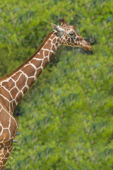 Head of a giraffe close-up on a background of green leaves. In the background are trees with beautiful bokeh. The concept of wild animals.