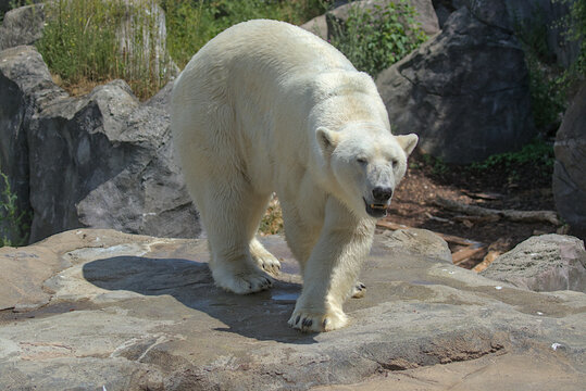 A large polar bear walks in the park. Animals in the wild. They are one of the largest predators on Earth.