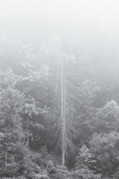 Trees, foliage and mist in monochrome.