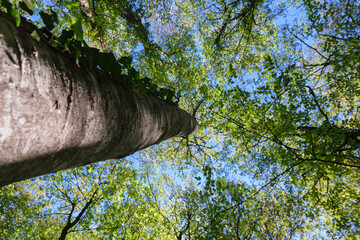 Nadir plane photograph of a tree