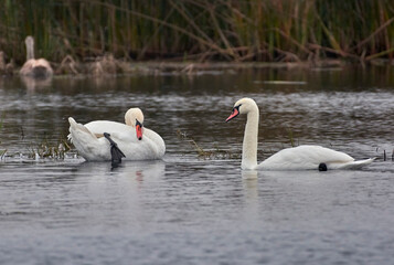 swans on the river