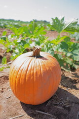 pumpkin on the ground