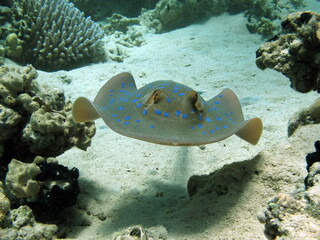Stingrays - Batoidea  Taeniura lymma. Stingray Family, Spotted Stingrays. Taeniura lymma.  © Vitalii6447