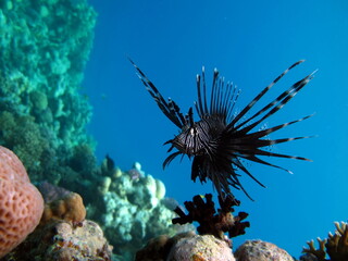 Lion Fish in the Red Sea in clear blue water hunting for food .