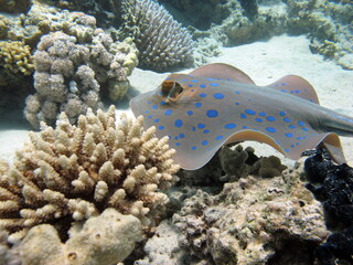 Stingrays - Batoidea  Taeniura lymma. Stingray Family, Spotted Stingrays. Taeniura lymma.  © Vitalii6447