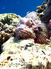 Scorpionfish, Fish - type bone fish Osteichthyes, Scorpaenidae, Flathead scorpenopsis.