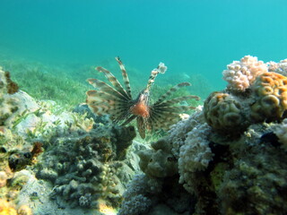Lion Fish in the Red Sea in clear blue water hunting for food .