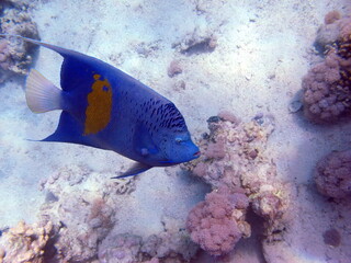 Colorful tropical fish on a coral reef, amazingly beautiful fairy world. In the coral gardens of the Red Sea.

