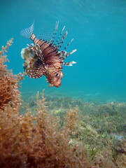 Lion Fish in the Red Sea in clear blue water hunting for food .
