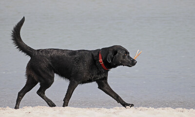 Schwarze Hund am Wasser