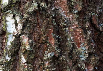 Birch bark texture Bark texture. Close-up