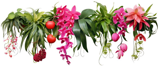 Hanging Dischidia Bromeliad Dracaena Begonia on transparent background