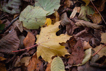autumn leaves on the ground