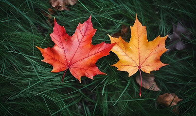 Autumn Season, maple leaf background on autumn or spring season, red and orange maple leaf falling down on the ground in an autumn season, Single maple leaf, Isolated autumn background