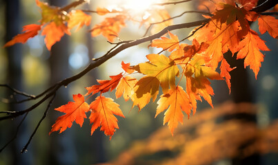 Autumn Season, maple leaf background on autumn or spring season, red and orange maple leaf falling down on the ground in an autumn season, Single maple leaf, Isolated autumn background