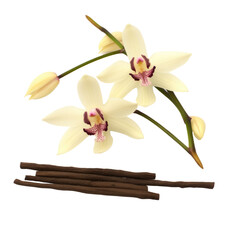 Vanilla pods and orchid flower on transparent background