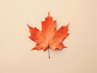 Fototapeta premium Autumn Season, maple leaf background on autumn or spring season, red and orange maple leaf falling down on the ground in an autumn season, Single maple leaf, Isolated autumn background