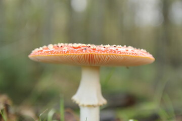 front view at the red cap with white dots and the white ribs of a fly agaric mushroom closeup