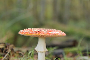 front view at a mature fly agaric mushroom with a straight red cap with white dots and a white stem closeup 