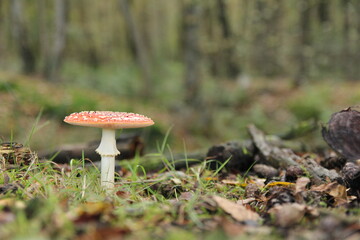 a beautiful big red mushroom with a straight cap in a forest in autumn