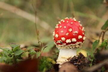 a wonderful little red fly agaric mushroom with a round egg like cap closeup in a forest in fall
