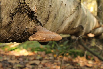 a birch polypore at a fallen white birch tree closeup in a forest in autumn
