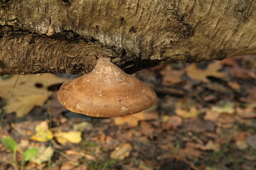 top view at a brown birch bracked at a fallen dead tree trunk in a forest in autumn