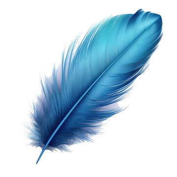 Fototapeta Blue bird feather on transparent background.