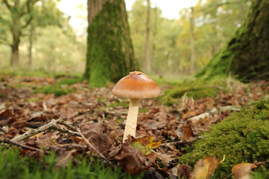 a brown tawny grisette mushroom in a forest and trees and green trees in the background
