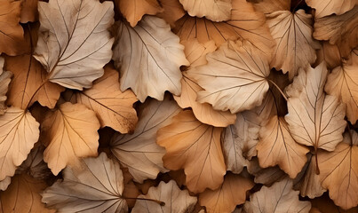Fototapeta premium Autumn Season, maple leaf background on autumn or spring season, red and orange maple leaf falling down on the ground in an autumn season, Single maple leaf, Isolated autumn background