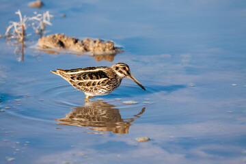 Migratory jack snipe (Lymnocryptes minimus) stopping at an artesian spring in Betpak Dala desert