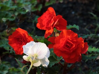 red and colorful flowers of begonia plant close up