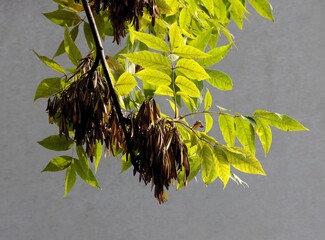 ash tree - Fraxinus excelsior tree with brown dry winged seeds 