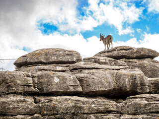 Limestone landscape in Torcal de Antequera, Spain