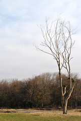 tree in the field