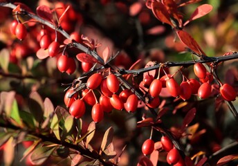 red berries of berberis vulgaris bush close up