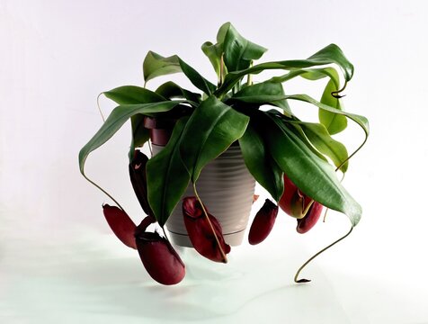 potted plant Nepemnthes as enemy of flying insects