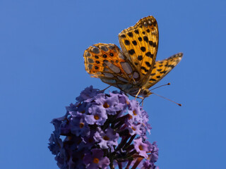 Orange butterfly on violet flower, Issoria lathonia on a purple butterfly bush flower. Blue background.