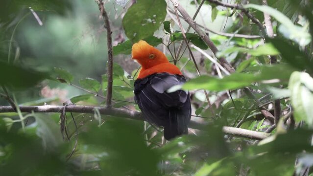 Andean cock of the rock, Rupicola peruvianus, a bright orange passerine bird, perched in the dense and lush rainforest of the amazon on the way to the Gocta waterfalls in the andes mountains of Peru.